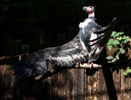 Vi presentiamo Kanha pulcino di avvoltoio reale indiano 