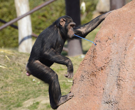 Scimpanzé: a rischio l'evoluzione culturale