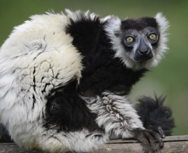 Silver, il terzo lemure più anziano d'Europa
