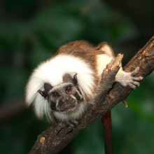 Cotton-top Tamarin Project