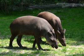 I tapiri vivono meglio in coppia