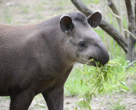La giornata mondiale del tapiro