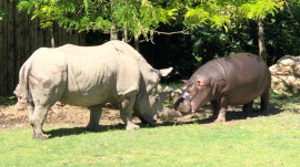 Il giovane ippopotamo e il saggio rinoceronte giocano insieme