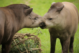 Il tapiro sudamericano