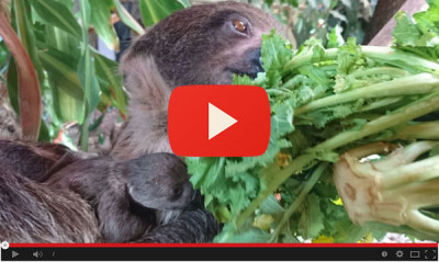 New baby sloth!