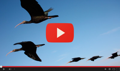 Northern bald ibis spring migration 2017
