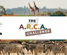 ARCA Challenge