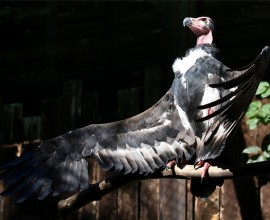 Nato un pulcino di avvoltoio reale indiano