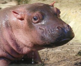 Baby hippo born 
