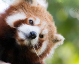 Panda rossi e cuccioli