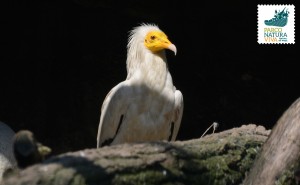 Avvoltoio capovaccaio africano