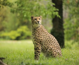 Giornata internazionale del ghepardo