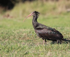 La caccia illegale uccide un altro ibis eremita