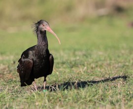 Il primo albergo per gli ibis eremita