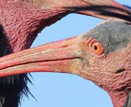 2mila euro di multa e licenza revocata al bracconiere degli ibis