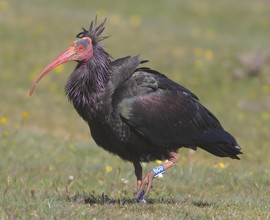 Nuova migrazione degli ibis eremita