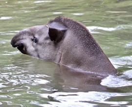 Le sorelle tapiro fanno il bagno anche a fine gennaio