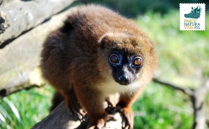 Lemure dal ventre rosso