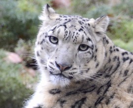 Giornata internazionale del leopardo delle nevi