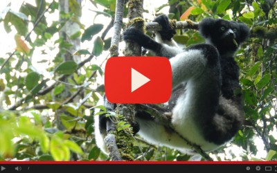 Madagascar, il canto del Lemure