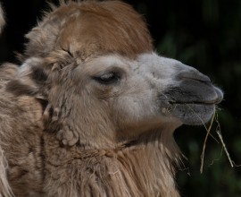 Bactrian Camel Project