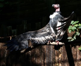Vi presentiamo Kanha pulcino di avvoltoio reale indiano 