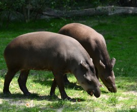 I tapiri vivono meglio in coppia